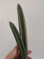 bbm1a.jpg