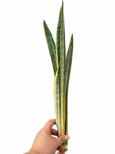 Sansevieria Trifasciata Golden Street