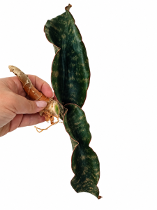 Sansevieria kirkii aff. Yokolo