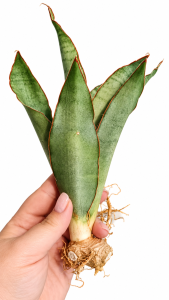 Sansevieria hybrid 'Rosalie' 