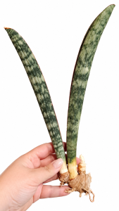Sansevieria hallii Silver Bat duża