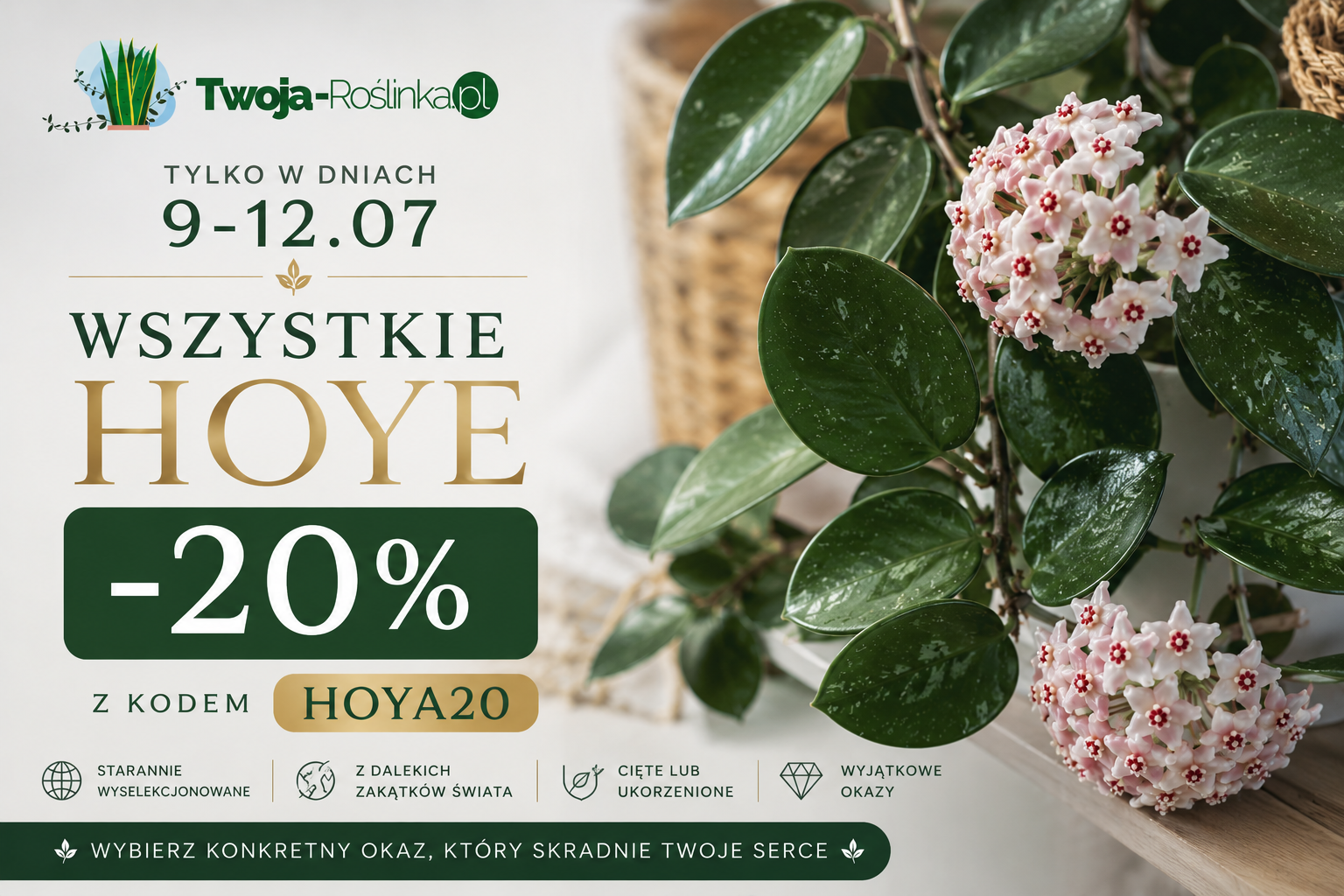 hoya