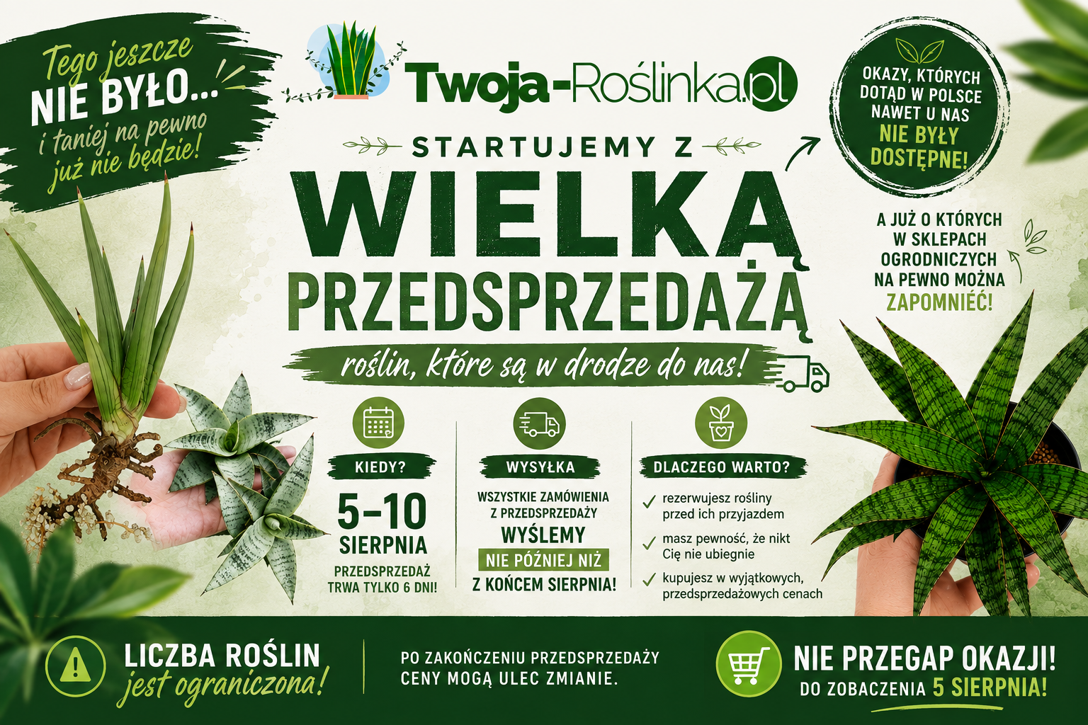przedsprzedaż08